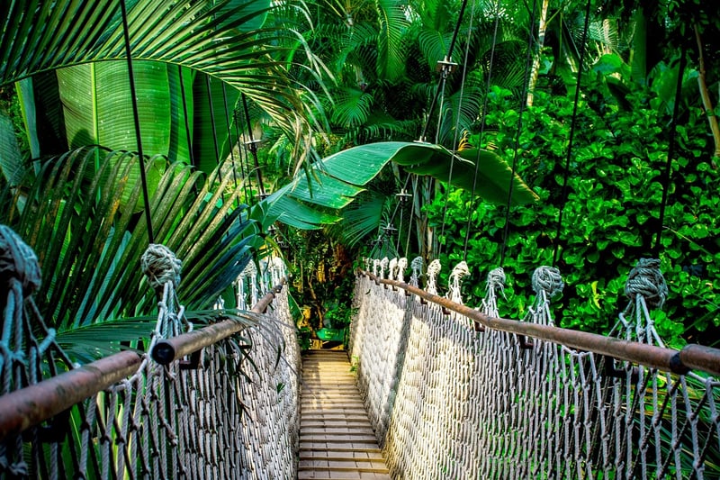 Amazon Rainforest, Brazil